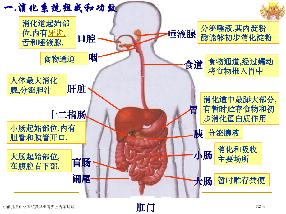 学前儿童消化系统及其保育要点专家讲座.pptx_第2页