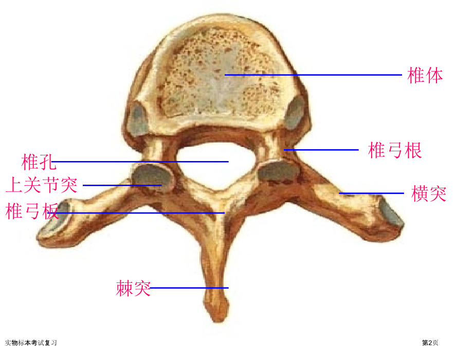 实物标本考试复习.pptx_第2页