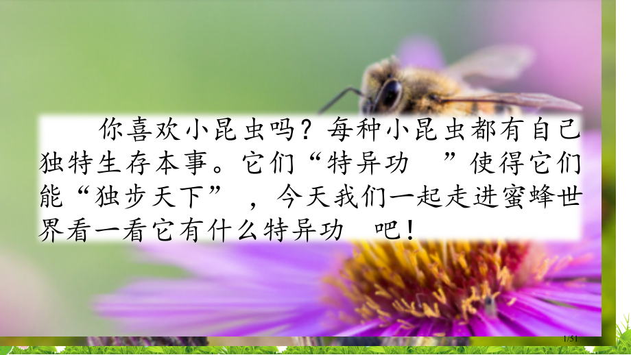 14-蜜蜂ppt市名师优质课赛课一等奖市公开课获奖课件.pptx_第1页