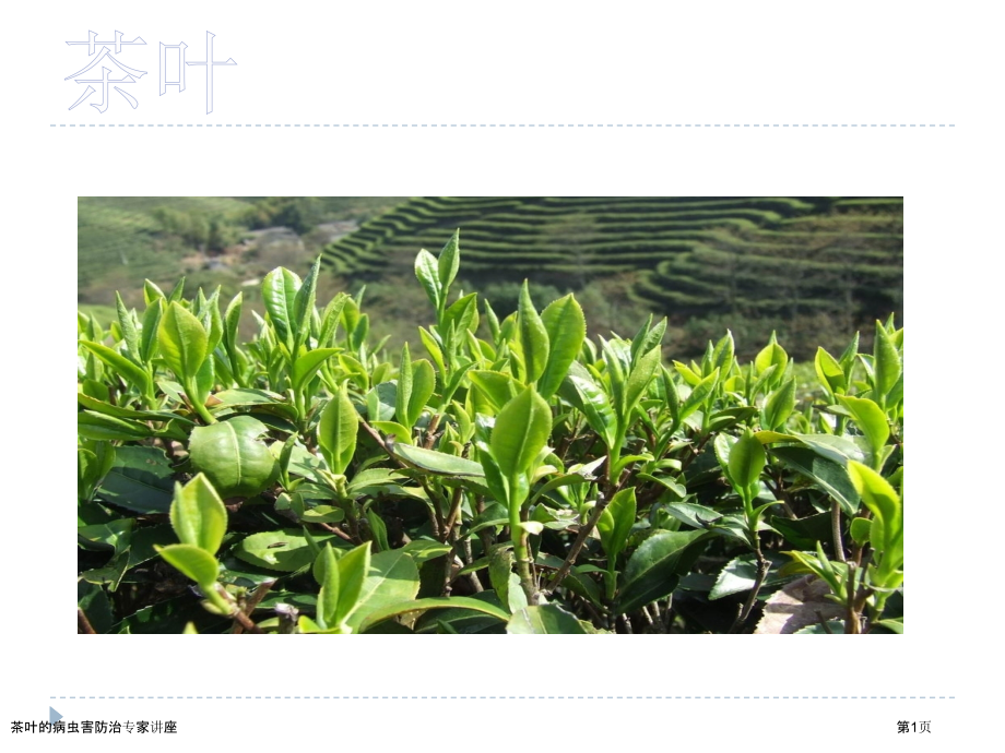 茶叶的病虫害防治专家讲座.pptx_第1页