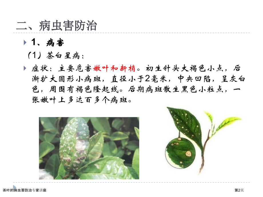茶叶的病虫害防治专家讲座.pptx_第2页