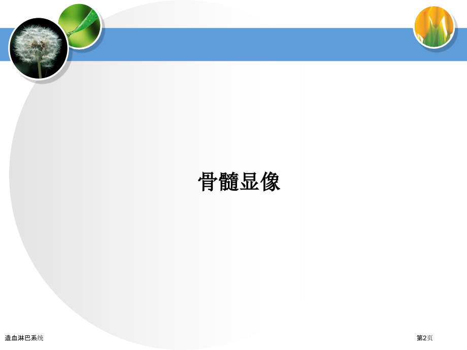 造血淋巴系统.pptx_第2页