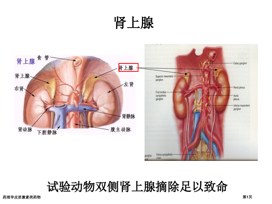 药理学皮质激素类药物.pptx_第1页