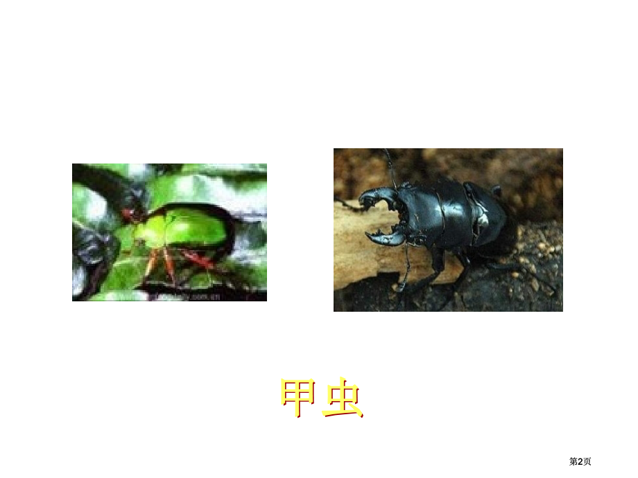 小学科学奇妙的护身术公开课一等奖优质课大赛微课获奖课件.pptx_第2页