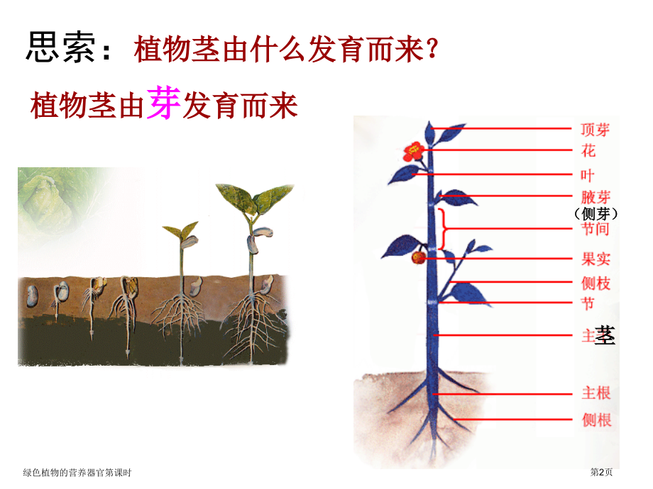 绿色植物的营养器官第课时.pptx_第2页