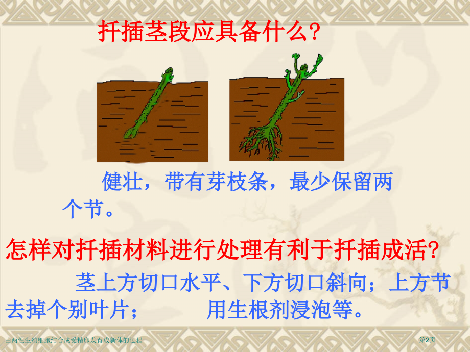 由两性生殖细胞结合成受精卵发育成新体的过程.pptx_第2页