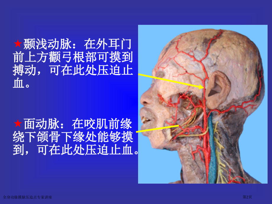 全身动脉摸脉压迫点专家讲座.pptx_第2页