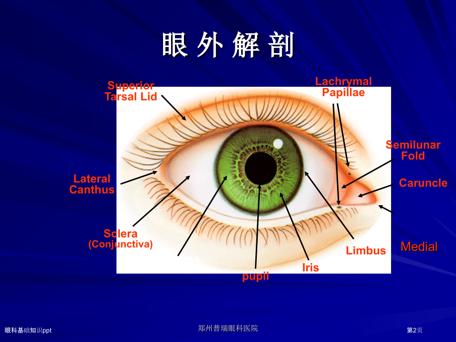眼科基础知识ppt.pptx_第2页