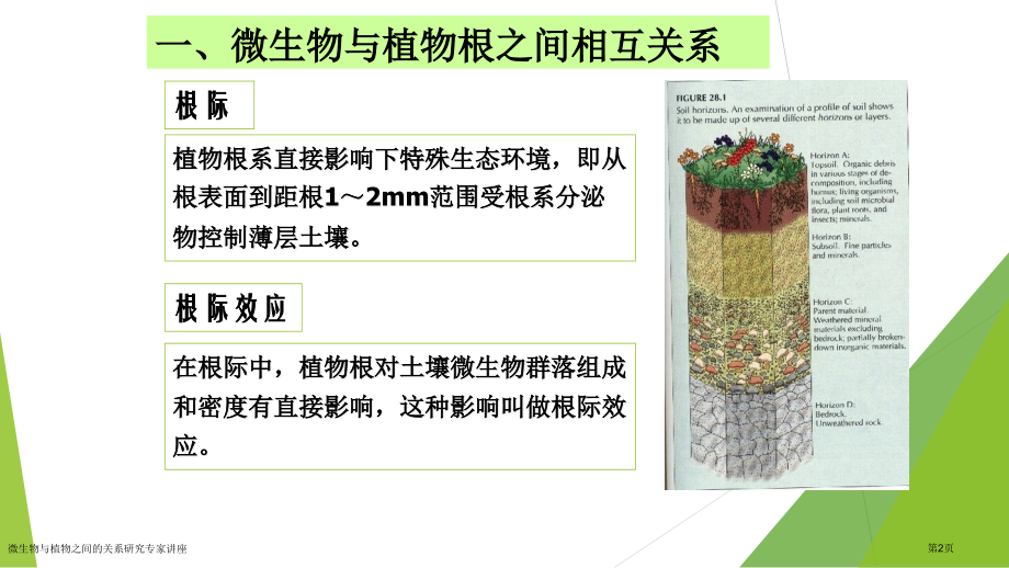微生物与植物之间的关系研究专家讲座.pptx_第2页