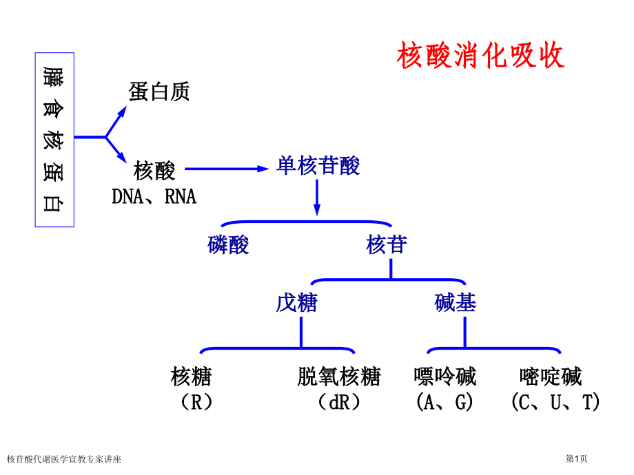 核苷酸代谢医学宣教专家讲座.pptx_第1页