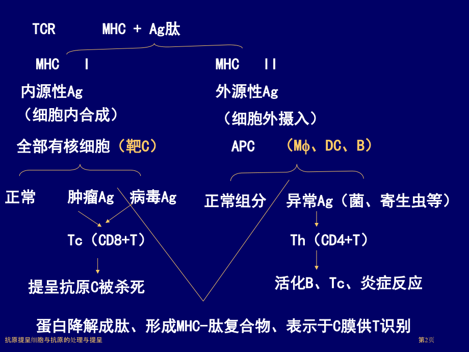 抗原提呈细胞与抗原的处理与提呈.pptx_第2页