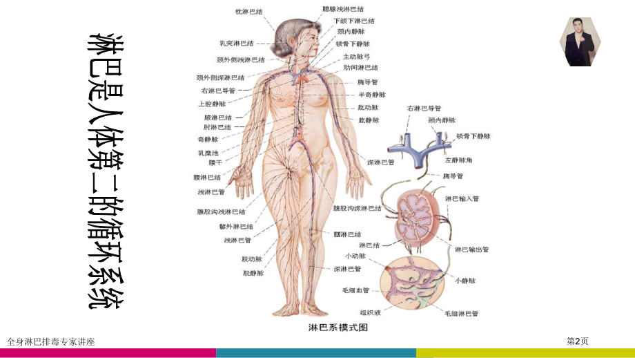 全身淋巴排毒专家讲座.pptx_第2页