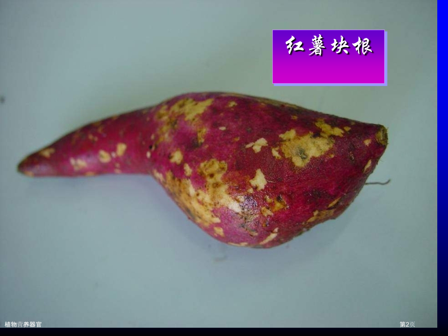 植物营养器官.pptx_第2页