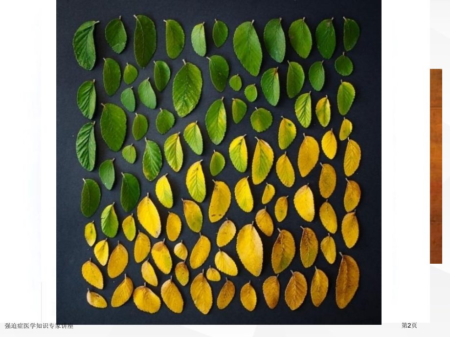 强迫症医学知识专家讲座.pptx_第2页