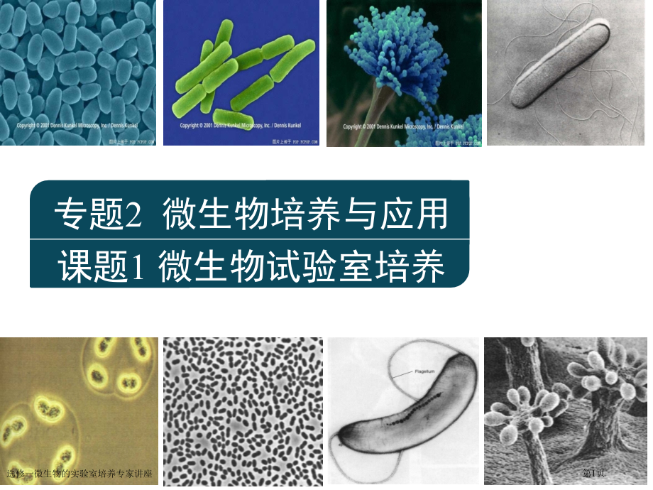 选修一微生物的实验室培养专家讲座.pptx_第1页