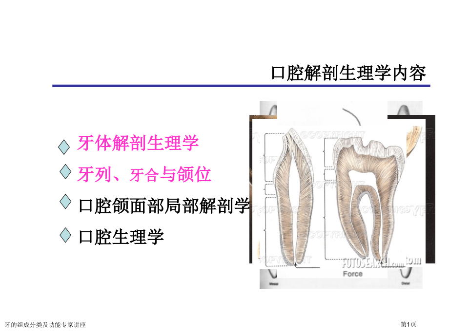 牙的组成分类及功能专家讲座.pptx_第1页