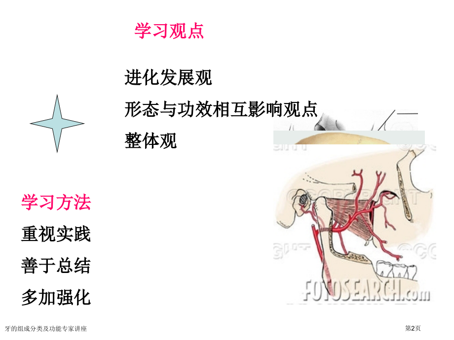 牙的组成分类及功能专家讲座.pptx_第2页