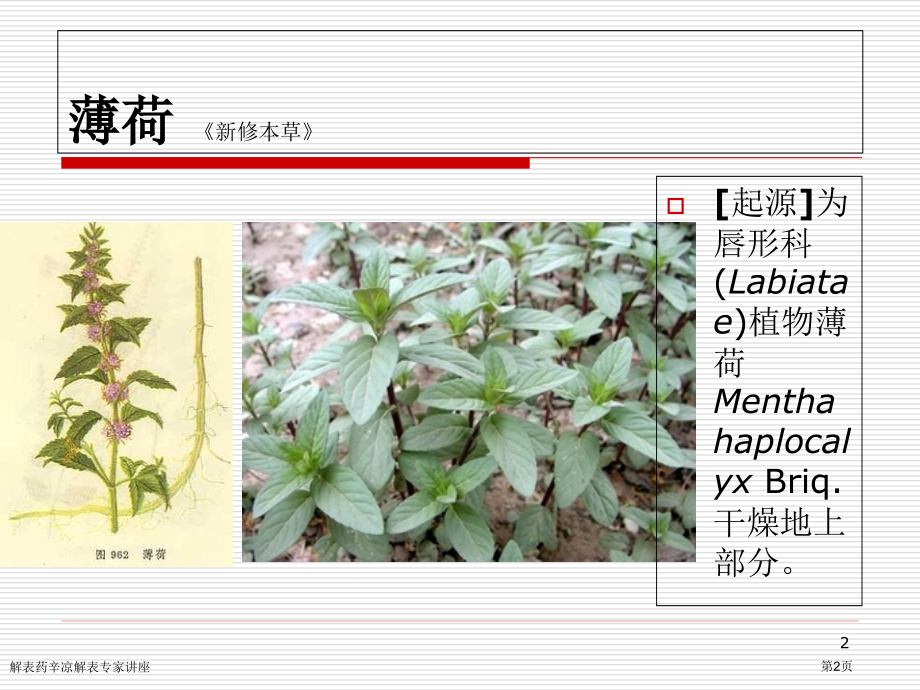 解表药辛凉解表专家讲座.pptx_第2页