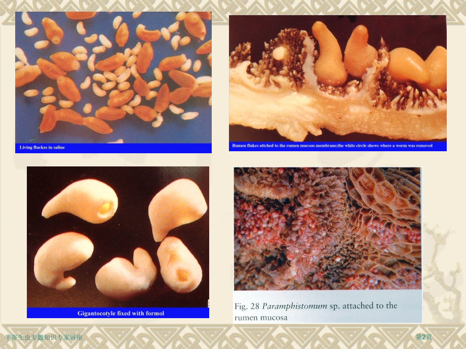 牛寄生虫专题知识专家讲座.pptx_第2页