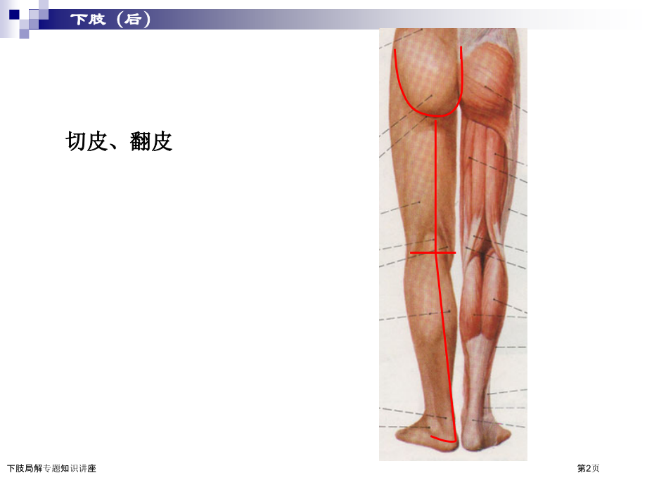 下肢局解专题知识讲座.pptx_第2页
