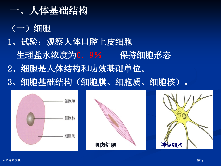 人的身体皮肤.pptx_第2页