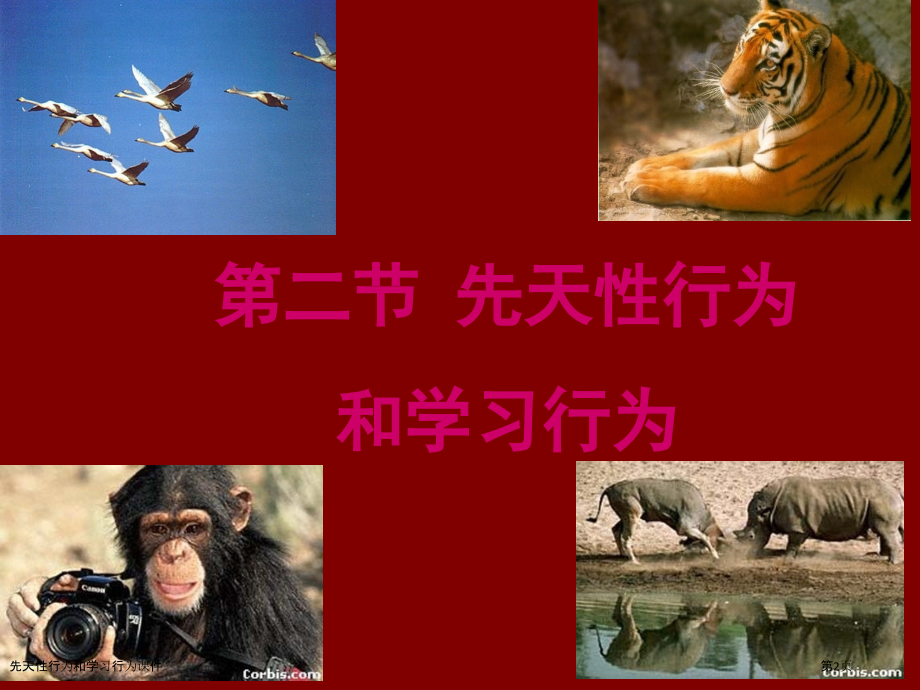 先天性行为和学习行为课件.pptx_第2页