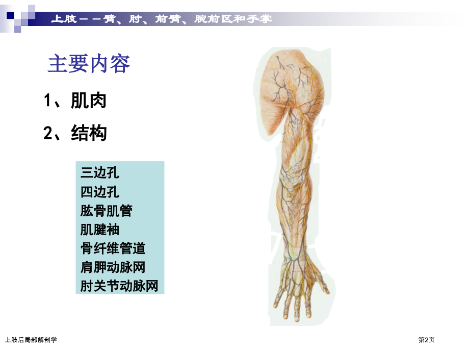 上肢后局部解剖学.pptx_第2页