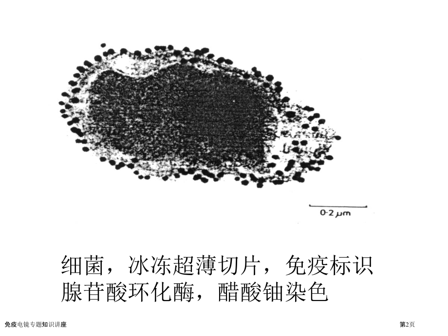 免疫电镜专题知识讲座.pptx_第2页