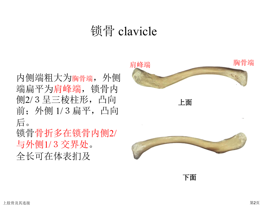 上肢骨及其连接.pptx_第2页