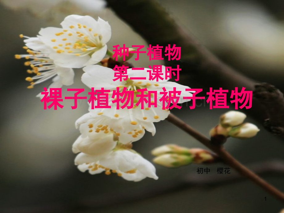 裸子植物和被子植物(课堂PPT).ppt_第1页