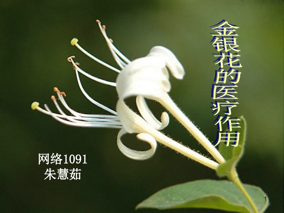 金银花的医疗作用.ppt_第1页