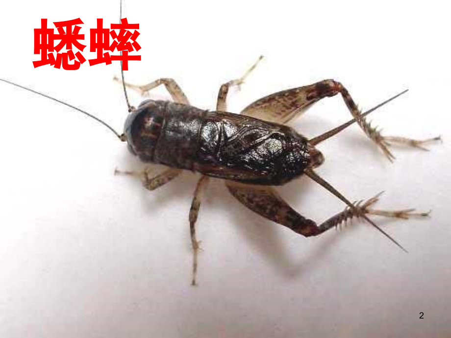 蟋蟀的住宅(课堂PPT).ppt_第2页
