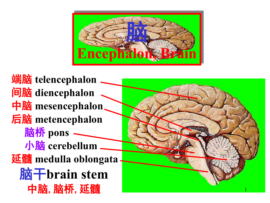 脑干内部结构：脑神经、非脑神经核团.ppt_第1页