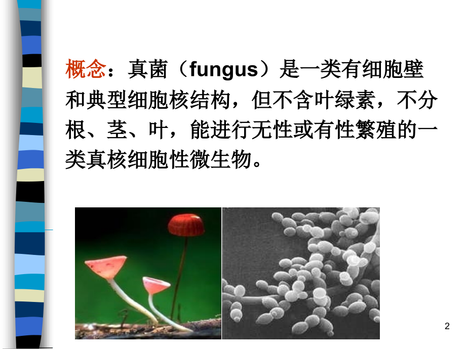 真菌(课堂PPT).ppt_第2页
