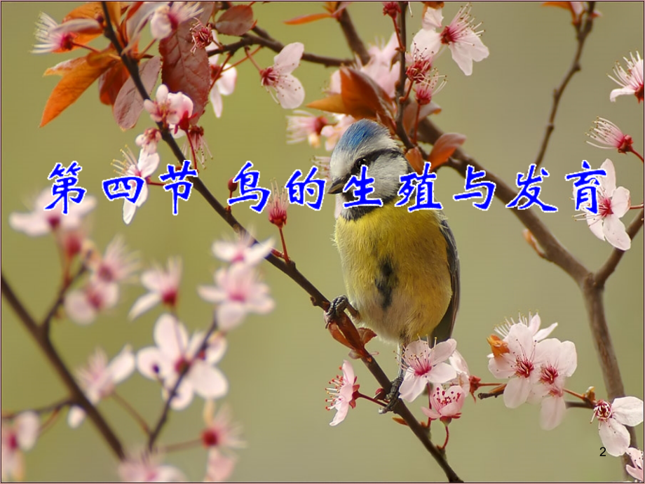 鸟的生殖发育课件PPT.ppt_第2页