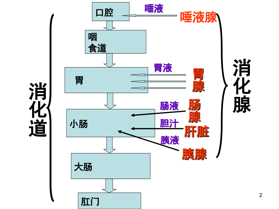 消化和吸收动画版(课堂PPT).ppt_第2页