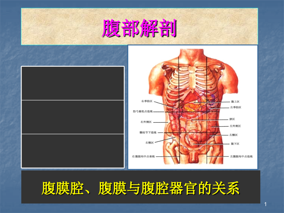 腹部的局部解剖课件.ppt_第1页
