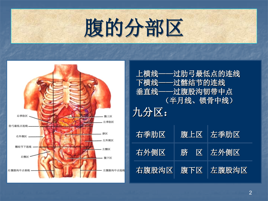 腹部的局部解剖课件.ppt_第2页
