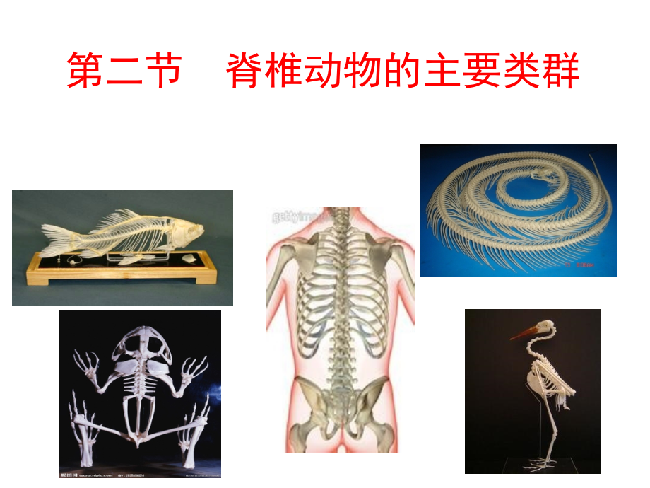 脊椎动物的主要类群(课堂PPT).ppt_第1页