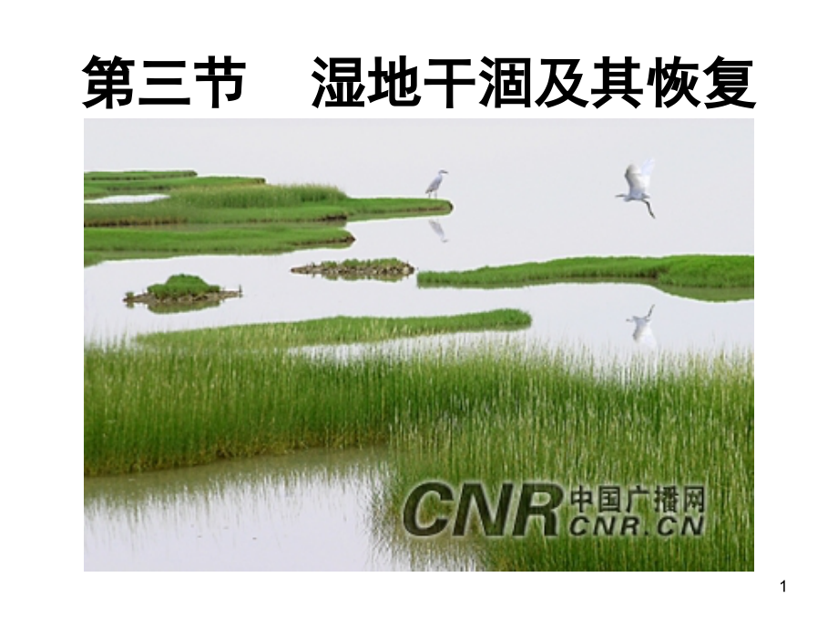 湿地干涸及其恢复(课堂PPT).ppt_第1页