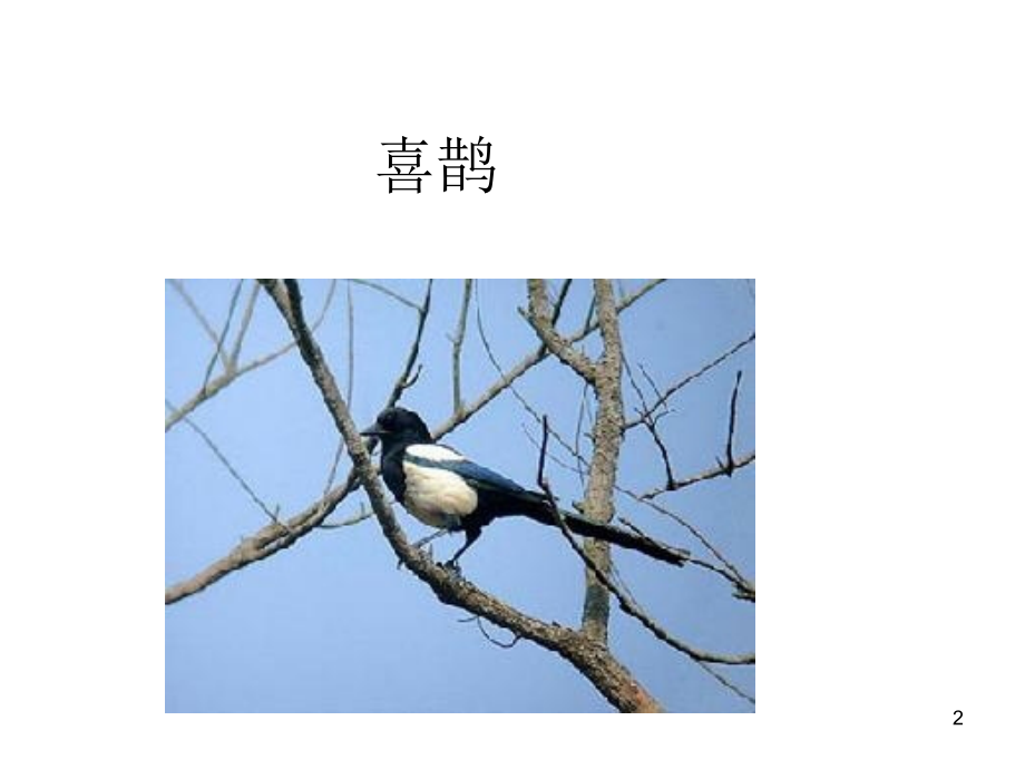 看图识鸟.ppt_第2页