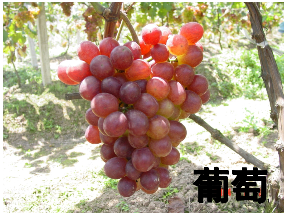 葡萄种植技术(课堂PPT).ppt_第1页