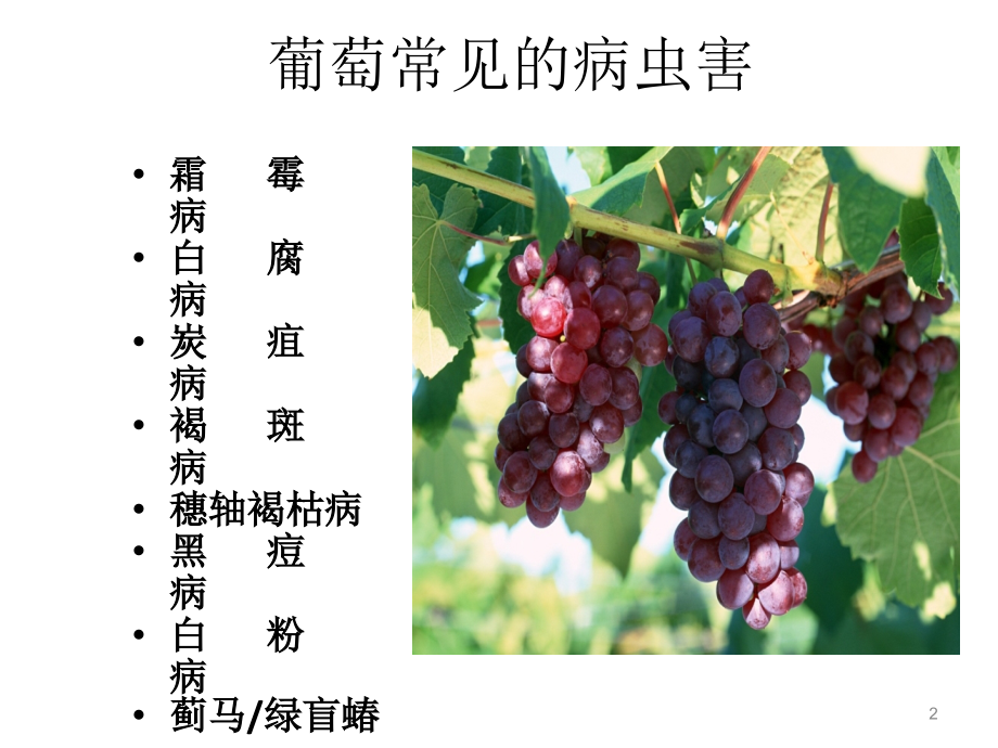 葡萄病虫害防治技术幻灯片.ppt_第2页