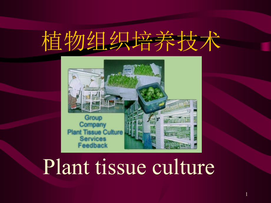 植物组织培养技术.ppt_第1页