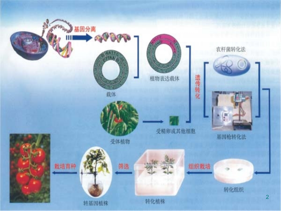 植物转基因技术原理及要点.ppt_第2页