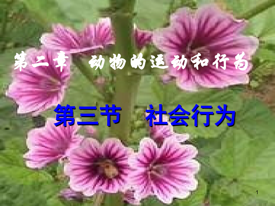 幻灯片-人教版生物八上第三节《-社会行为》ppt课件.ppt_第1页
