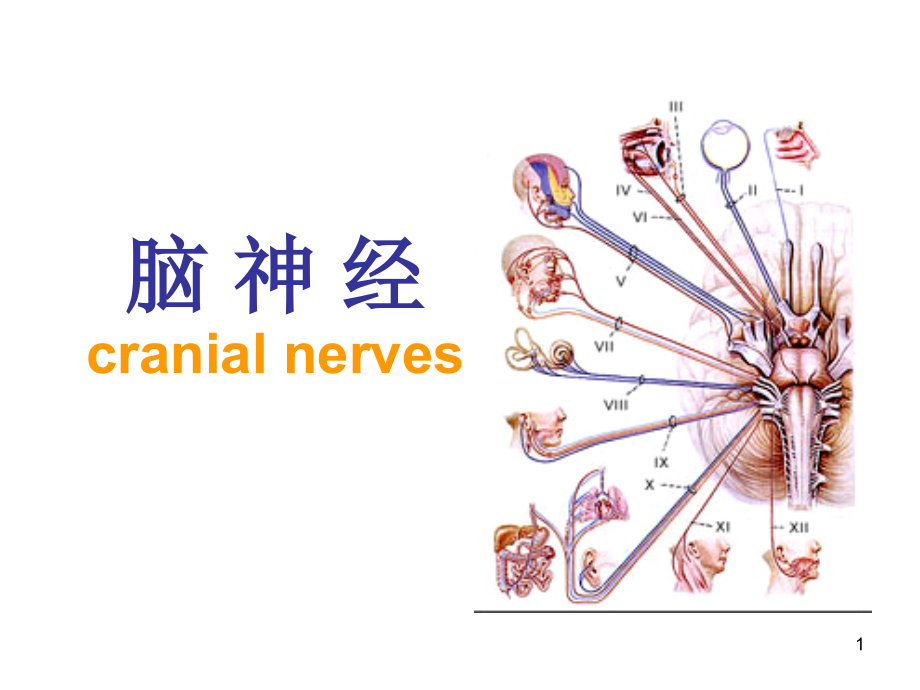 脑神经传导通路.ppt_第1页