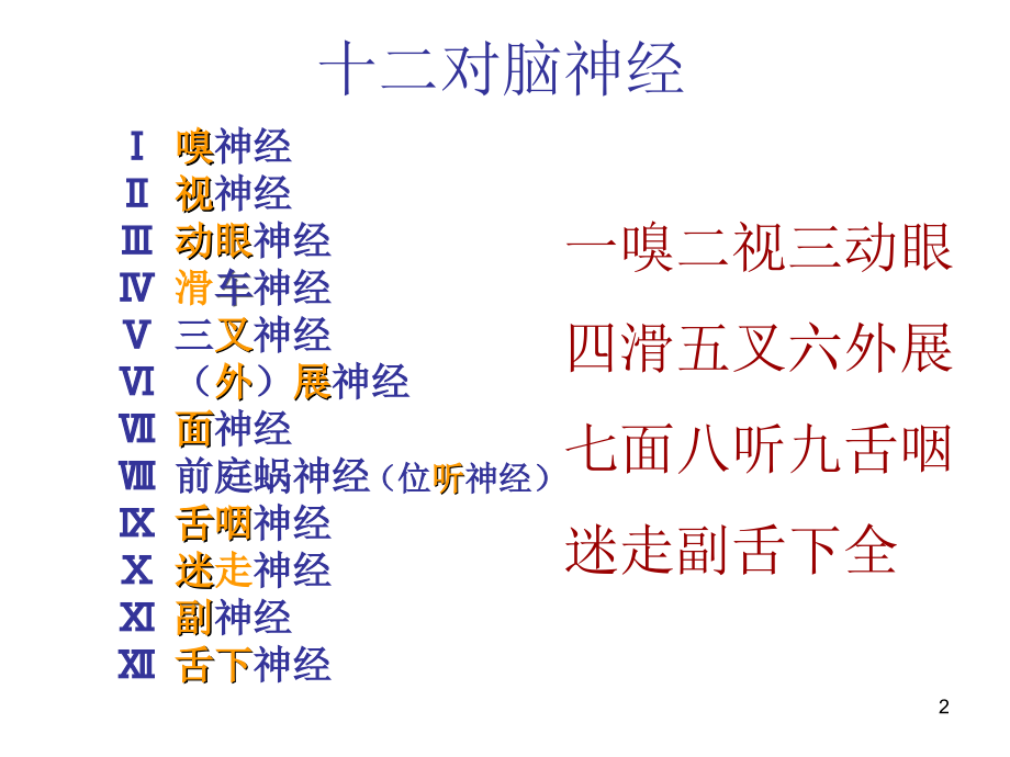 脑神经传导通路.ppt_第2页