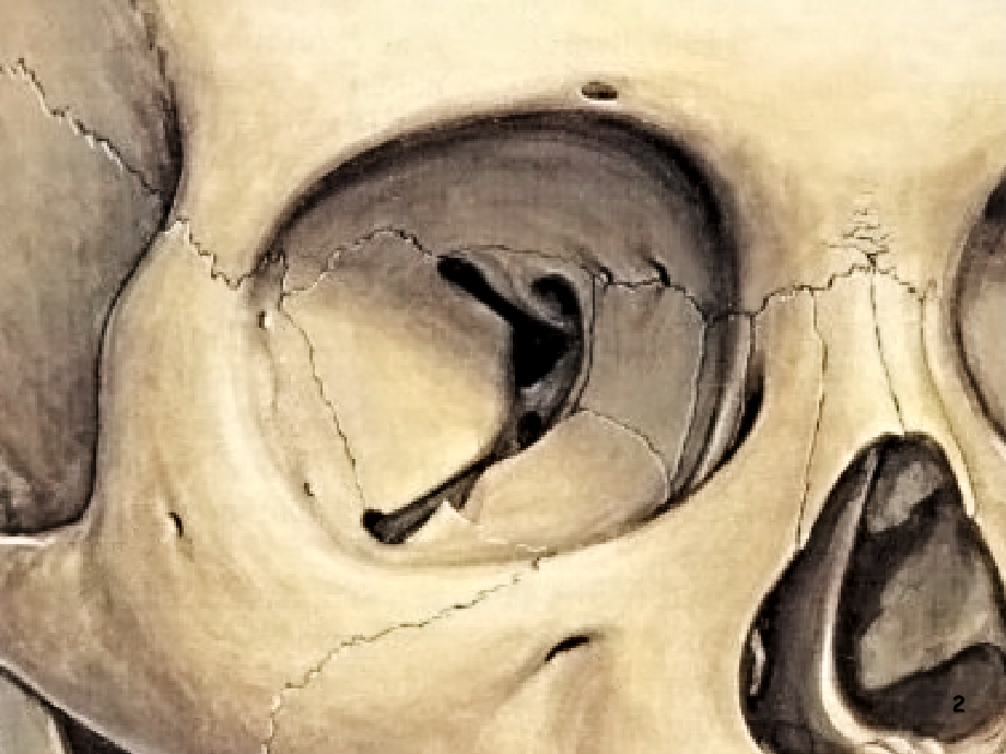 眼眶骨性解剖与眶壁减压课件.ppt_第2页