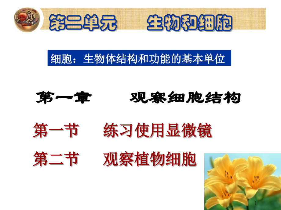 观察动物细胞(课堂PPT).ppt_第1页